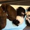 Shihtzu pups for rehoming