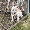 XL American Bully