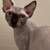 Bambino sphynx male cat black color for sale