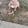 Female English bulldog