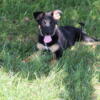 German Shepherd Australian Shepherd mix puppies