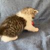 Lowering 100 every Tuesday Exotic shorthair banded tabby