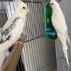 REDUCED. Cockatiel breeders 