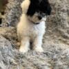 Toy poodle 1 Female available