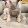 MICRO BULLY PUPPY FOR SELL