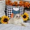 Royalblubeautys Atlas- Seal Lynx Bicolor Ragdoll