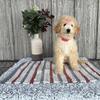 F1B mini golden doodle Amy