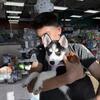 Purebred female Siberian husky 10 wks old puppy