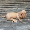 AKC full registration cream miniature dachshund male