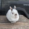 Netherland Dwarf Doe Holly