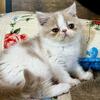 Exotic CFA ESH Persian 