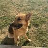 Female German Shepherd no litters