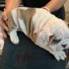 English bulldog puppies