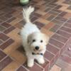 Poochon male available