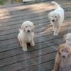 5 golden doodle puppies for sale. 12 weeks old. Standard size. Blonde, brown, and white fur. Vaccinated and dewormed,  .