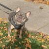 Frenchie for sale