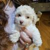 Puppies for Rehoming