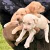 Full blooded labrador puppies