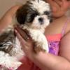 Shih Tzu puppies