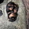 Akc Rottweiler puppies for sale with papers