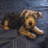 Yorkshire Terrier Puppies