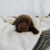 Chocolate labrador retriever puppies for sale