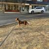 Purebred Red Mini Dachshund - 8 months old