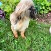 Sold 18 months old male shih tzu