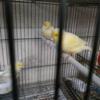 Yellow canaries for sale $100 each