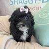 MALLTIPOO PUPPIES READY
