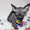 Male Solid Black Sphynx Kitten