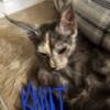 Maine Coon Purebred female, Knut