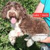 AKC Havanese with AKC GCH bloodlines