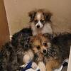 17 week old Pomeranians