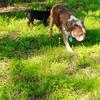 Red Merle Boston Terrier Male for stud only...NFS