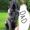 Pure bread English mastiff puppies for sale