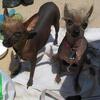 ISO tiny  hairless chinese crested