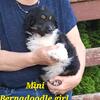 Black tri mini Bernadoodle girl