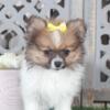 Harper Darling Pomeranian