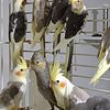 Beautiful & Healthy Cockatiels