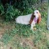 1 year old Female basset hound