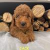 Loyal Mini Golden Doodles Available.