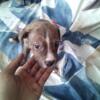 2months pitbull puppies 3 left