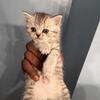 Beautiful Scottish fold kittens