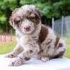 CKC Registered Australian Shepherds