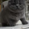 Beautiful Scottish Fold Male Kitten