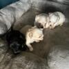 Maltese puppies Indianapolis