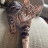3 year old male bengal 1 year old orange female