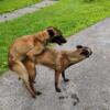 Belgian Malinois Pups for Sale