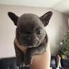 French Bulldog Puppies